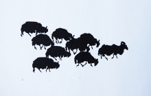 1_28.petits.moutons.heureux3
