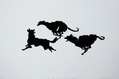 39.chien_.poursuivi