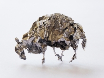 J.brebis